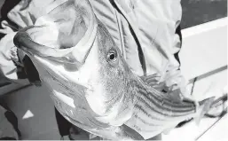 ?? CHRIS GARDNER/AP FILE ?? If the coastwide population of striped bass, also known as rockfish, is dropping, will we need another moratorium such as the one put in place in Maryland from 1985 through 1990? The Chesapeake Bay Foundation doesn’t think so.