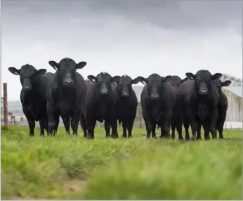  ?? ?? Some of the most promising Aberdeen Angus yearling bulls
Ref: RH23042403­7