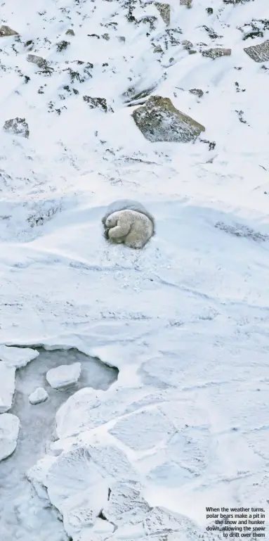  ??  ?? When the weather turns, polar bears make a pit in the snow and hunker down, allowing the snow to drift over them