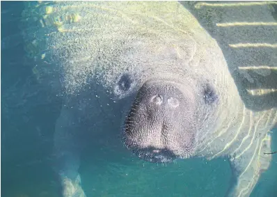  ?? CHARLES WAGNER JR. DREAMSTIME ?? At the book’s unlikely heart is a 1,000-pound manatee living in a once-famous South Florida aquarium.