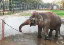  ?? Zubair Qureishi ?? Kaavan, the ageing elephant, in chain at the Islamabad’s Margazar Zoo.