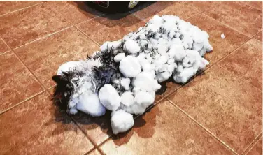  ?? Associated Press ?? “Fluffy” was covered in snow and ice when her owners found her in a snowbank in Kalispell, Mont. It is unclear how long the feline had been sitting in one spot when blowing snow drifted up around her.