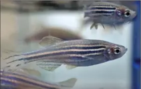  ?? (File Photo/AP/Steven Senne) ?? Zebrafish swim in a container Aug. 14, 2017, at a laboratory at Boston Children’s Hospital in Boston.