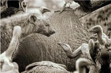  ?? Picture: LANCE VAN DE VYVER ?? BIRDS PRO WINNER What did you call me? A vulture faces off with a hyena during a feeding frenzy at Djuma game reserve, Sabi Sands.