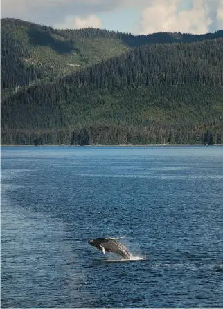  ?? LINDA DAVIDSON/WASHINGTON POST ?? A humpback whale breaches near an Alaska Marine Highway ferry.