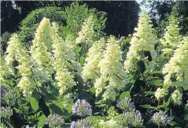  ?? Pictures: ALAMY; GETTY ?? STAR TURN: The white-flowered Hydrangea paniculata ‘Grandiflor­a’