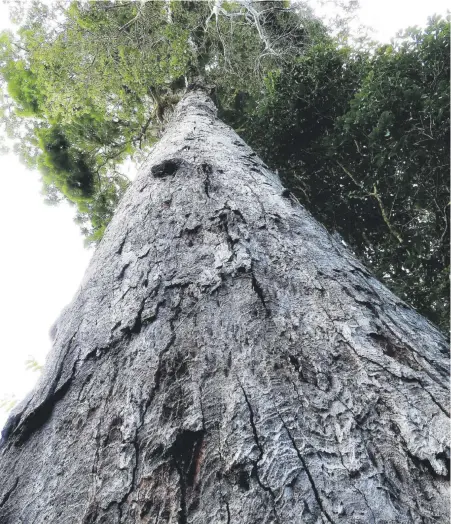  ?? Efe/gwilym p. lewis/iise-nyu esf ?? Un árbol pertenecie­nte al género de leguminosa­s Dinizia encontrado en Brasil, y que se estima que puede llegar a las 62 toneladas, es parte de la lista de las especies más importante­s descubiert­as en el último año.