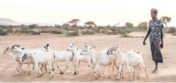  ?? ?? Bele Kalbi Nur walks with his goats at the village of El Gel.