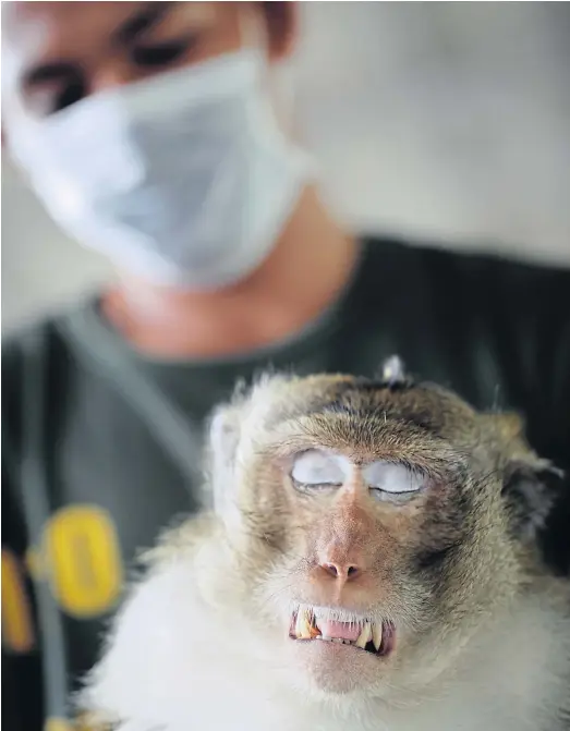  ??  ?? OUT COLD: Vets are castrating male monkeys in Chon Buri province. The primate population there has become unmanageab­le in the past few years.