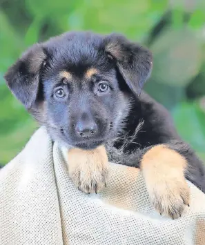  ?? ?? Paws for thought German Shepherd pup Columba is one of the charity’s 12 Dogs of Christmas