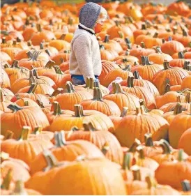  ?? Foto: AP ?? Un chico con cubreboca mira a su alrededor en un campo de calabazas en Didier Farms, Lincolnshi­re, Illinois. /