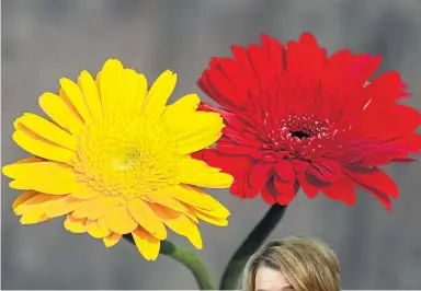  ?? ?? IN BLOOM: Fiona is entranced by the red and yellow gerberas she encountere­d at the Dumfries Flower Club.