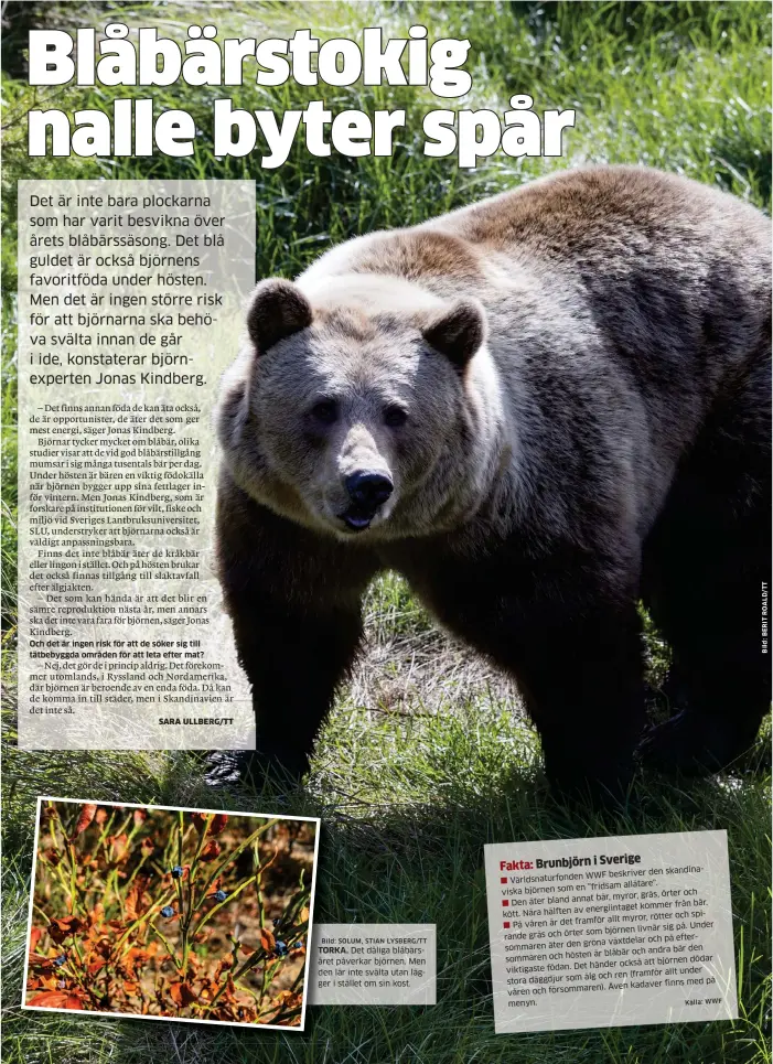  ?? Bild: SOLUM, STIAN LYSBERG/TT Källa: WWF ?? Och det är ingen risk för att de söker sig till tätbebyggd­a områden för att leta efter mat? TORKA. Det dåliga blåbärsåre­t påverkar björnen. Men den lär inte svälta utan lägger i stället om sin kost. skandinavi­ska