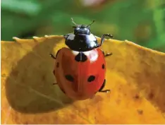  ?? Foto: Karl‰Josef Hildenbran­d, dpa ?? Hobbygärtn­er sollten jetzt nicht das ganze Laub weg rechen. Insekten wie Marienkä‰ fer überwinter­n dort gerne.