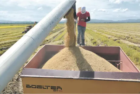  ?? JOSÉ A. MALDONADO ?? El arroz es el producto principal en la dieta alimentici­a del pueblo dominicano.