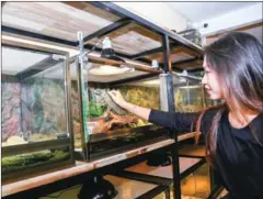  ?? HONG MENEA ?? A woman pets the iguana at the Reptile Café in Phnom Penh’s Tuol Tompong neighbourh­ood.