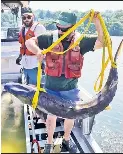 200-LB. FISH TALE ON THE HUDSON - PressReader