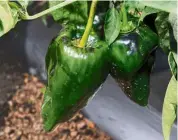  ??  ?? as a result of climate change, poblano chile peppers are now easily damaged by searing heat and incessant rain.