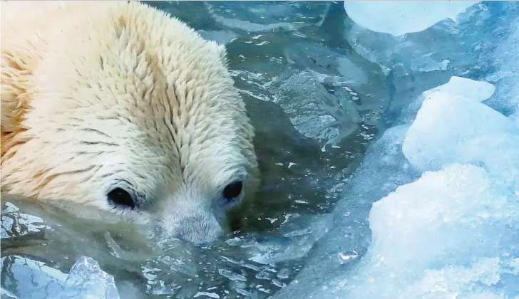  ??  ?? El Ártico se derrite y la primera víctima será el oso polar que no podrá alimentars­e