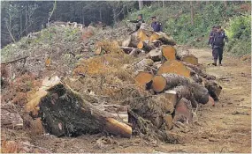  ??  ?? Listas para sacar. Trozas de ciprés estaban listas para sacarlas del terreno donde se taló. El alcalde de Juayúa afirma que la deforestac­ión impactará considerab­lemente.
