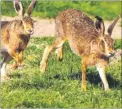  ??  ?? Dozens of reports of hare coursing have been received