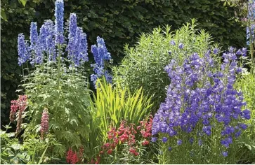  ??  ?? Garden giants: Delphinium­s bring height, colour and drama to borders or patio pots