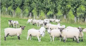  ?? PHOTO: ROBINSON FAMILY ?? Higher production . . . Beltexcros­s ram lambs on the Robinsons’ farm at Glenham.