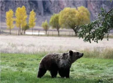  ??  ?? The impact of the deaths from the two grizzly maulings 50 years ago echoed in federal officials’ recent decision to remove Yellowston­e-area grizzlies from the endangered species list.