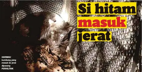  ??  ?? HARIMAU kumbang yang masuk ke jerat dipasang PERHILITAN.