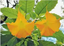  ?? Jerry Lara / San Antonio Express-News ?? Blossoms on the Angel's Trumpet trees often exude a mild but pleasing fragrance.