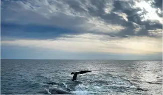  ?? ?? Un couple de baleines franches de l'Atlantique Nord interagit à la surface de la baie de Cape Cod.