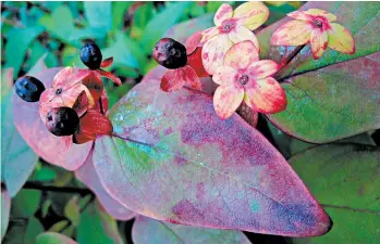  ?? DEAN FOSDICK/ASSOCIATED PRESS PHOTOS ?? Blueberry plants must be fertilized if fruit is to develop. Bumblebees, sweat bees, mining bees, digger bees and mason bees are among the diverse group of invertebra­te pollinator­s that make it happen. Hummingbir­ds and bats also pollinate.