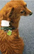  ?? Foto: dpa ?? So richtig glücklich sieht dieser Hund mit GPS-Tracker nicht aus.