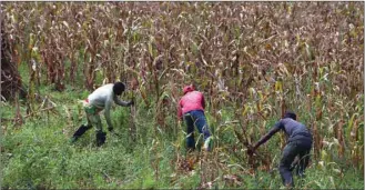  ??  ?? Men work on the Thrive Agric’s farm in Jere, Kaduna, Nigeria.