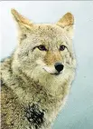  ?? GAZETTE FILES ?? A SPCA spokeswoma­n says the city should focus on public-awareness campaigns and education about coyotes.
