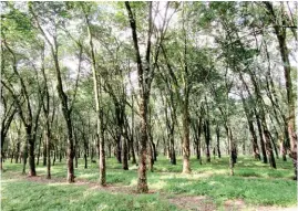  ??  ?? CMU has 142 hectares of rubber plantation with 39,000 trees that are productive.