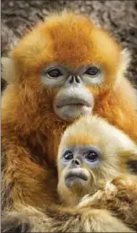  ?? OLIVER SCHOLEY, THE ASSOCIATED PRESS ?? The panda cub Mei Mei in “Born in China.”
Golden snub-nosed monkeys steal the show in the new film, “Born in China.”