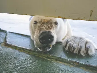  ?? ANDY MANN ?? Polar bears are beautiful, says Andy Mann. “It pains me … to imagine a world without them.”