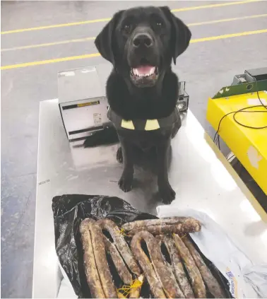  ?? CBSA ?? Canadian Border Services detector dog Ambrose proudly shows off the undeclared pork products he found
at a Toronto postal plant, part of the “unpreceden­ted” efforts to keep African Swine Fever out of Canada.