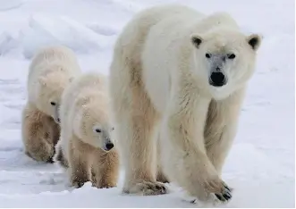  ?? JONATHAN HAYWARD/ THE CANADIAN PRESS ?? A new study finds that polar bears in the High Arctic area of Baffin Bay are holding up in terms of numbers, but their body condition and the survival of cubs has worsened.