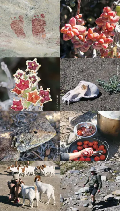  ??  ?? As dry as the Karoo gets, there are always interestin­g things to see – and smell. Clockwise from far left: Khoisan rock art, vybos, a sun-bleached baboon skull, Franci fries tomatoes for breakfast, Klaus von Pressentin forges his own trail in the riverbed, Alma greets some friendly goats, a southern spiny agama, a brakbos in bloom.