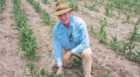  ?? Picture: SUPPLIED ?? SOIL NUTRIENTS: Agronomist Paul McIntosh said 70kg per hectare of Nitrate nitrogen is required to grow a tonne per ha of millet.