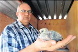  ??  ?? CUTE: Kitchenbra­nd shows off a squab at his loft.