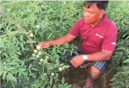  ??  ?? Madriaga checking his tomatoes.