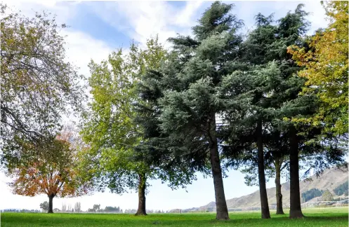  ?? ?? ABOVE Some of the trees Tim and Lou planted in the paddock between the two houses during the period after 1975, as a ‘pocket arboretum’ – the conifers in the centre are most likely Himalayan cedars
Cedrus deodara. The foothills of the Lowry Peaks Range rise in the background.