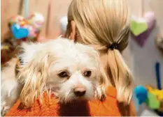  ?? Foto: epd ?? Therapiehu­nd Ole muntert in einem Gießener Hospiz sterbenskr­anke Menschen auf. Sein Frauchen Uta Spamer ist sich sicher: Ihr Hund kann auch trauern.