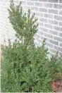  ?? JAN RIGGENBACH ?? An anti-desiccant such as Wilt-Pruf helps keep the foliage of boxwood and other evergreens from drying out.