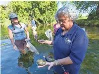  ?? MARK HOFFMAN / MILWAUKEE JOURNAL SENTINEL ?? Lisie Kitchen, a considerat­ion biologist with the Wisconsin Department of Natural Resources, displays a mussel found during a mussel inventory being done with high school interns in August 2017 in the Mukwonago River in Mukwonago.