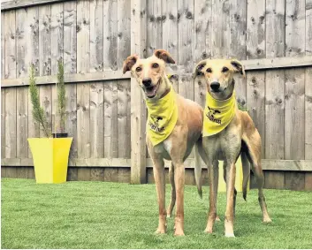  ??  ?? Inseparabl­e Lurchers Holly and Phil are appealing for a new home together