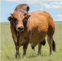  ?? Foto verskaf ?? Vrystaat die Boran-bul.